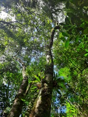 Ocotea catharinensis