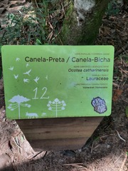 Ocotea catharinensis