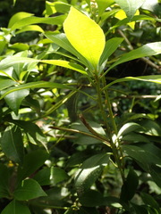Pieris japonica