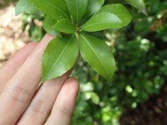 Pieris japonica