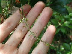 Pieris japonica