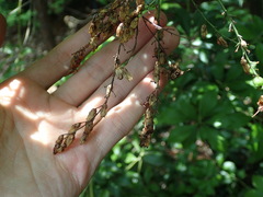 Pieris japonica