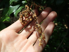 Pieris japonica
