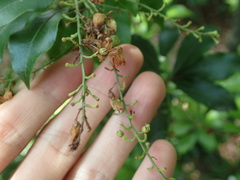 Pieris japonica