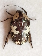 Protaetia aurichalcea