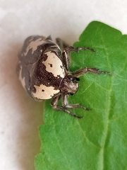 Protaetia aurichalcea