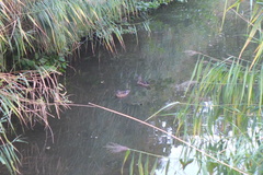 Aix galericulata