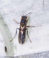 Polistes apicalis