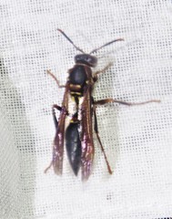 Polistes apicalis