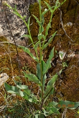 Klasea flavescens