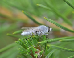Acrosathe annulata