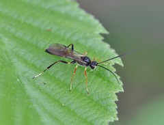 Ctenopelmatinae