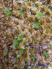Sphagnum austinii