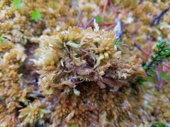 Sphagnum austinii