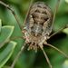 European Harvestman