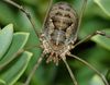 European Harvestman - Photo (c) Steve Kerr, some rights reserved (CC BY), uploaded by Steve Kerr