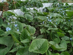Brunnera sibirica