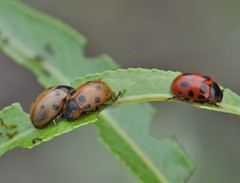 Gonioctena linnaeana