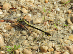 Gomphurus