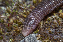 Blanus strauchi bedriagae