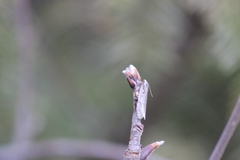 Semioscopis avellanella