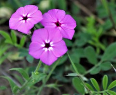 Phlox drummondii