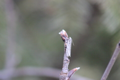 Semioscopis avellanella