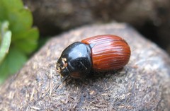 Aphodius fimetarius