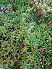 Sphagnum pacificum
