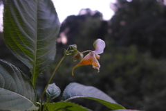 Impatiens edgeworthii