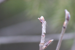 Semioscopis avellanella