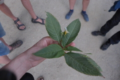 Impatiens edgeworthii