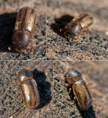 Trypodendron signatum