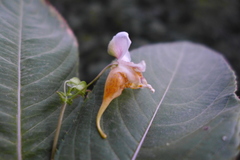 Impatiens edgeworthii