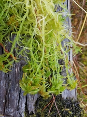 Sphagnum pacificum