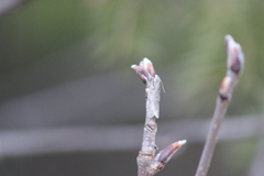 Semioscopis avellanella
