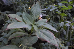 Impatiens edgeworthii