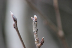 Semioscopis avellanella