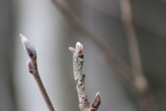 Semioscopis avellanella