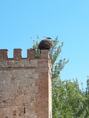Ciconia ciconia