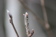 Semioscopis avellanella