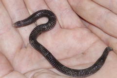 Blanus strauchi bedriagae