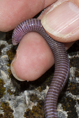 Blanus strauchi bedriagae