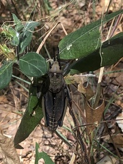 Dictyophorus griseus