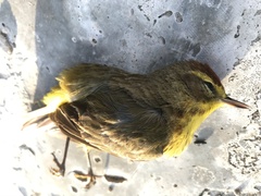 Setophaga palmarum