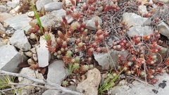 Petrosedum ochroleucum