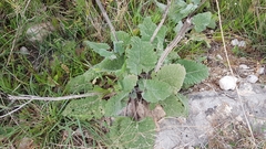 Salvia sclarea