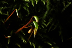 Thuidiopsis sparsa