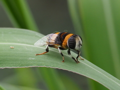 Phytomia