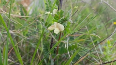 Vicia hybrida
